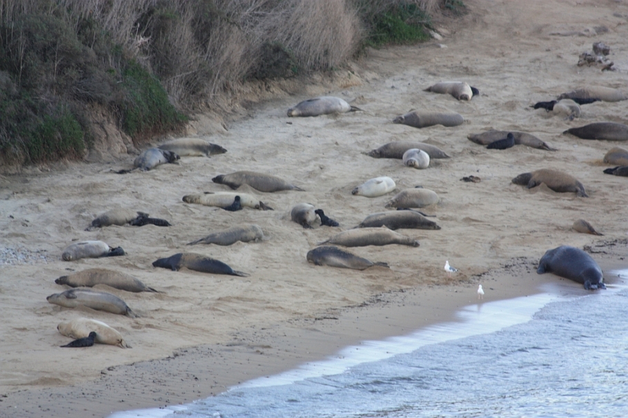 Elephant seals: bulls, cows, and pups, Point Reyes National Seashore