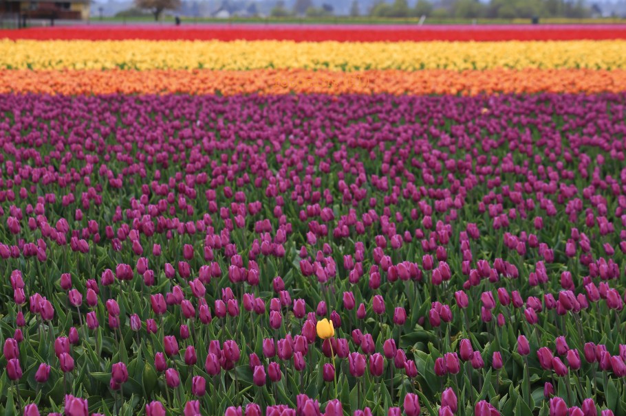 Roozengaarde, Skagit Valley Tulip Festival, Skagit Valley, Tulip Festival, tulips, Mount Vernon, WA, USA, fotoeins.com