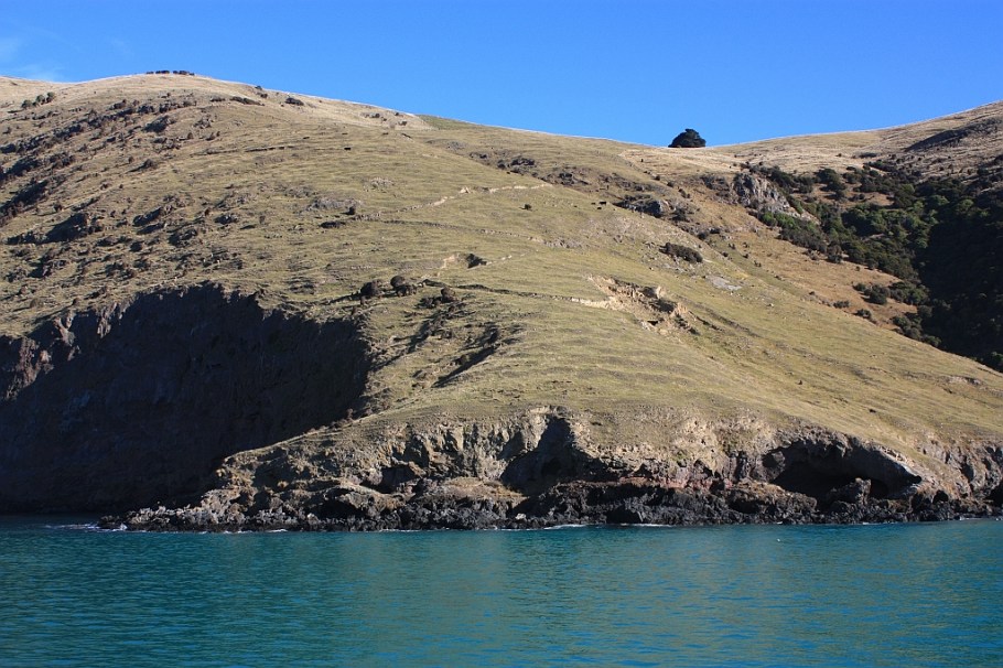 Akaroa harbour, Canterbury, South Island, New Zealand