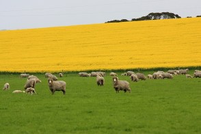 Kangaroo Island, South Australia, Australia, fotoeins.com