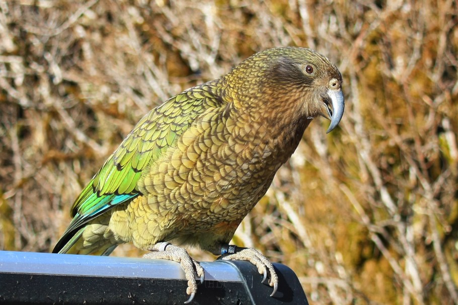 Homer Tunnel, Milford Sound Highway (SH94), Fiordland National Park, Southland, South Island, New Zealand
