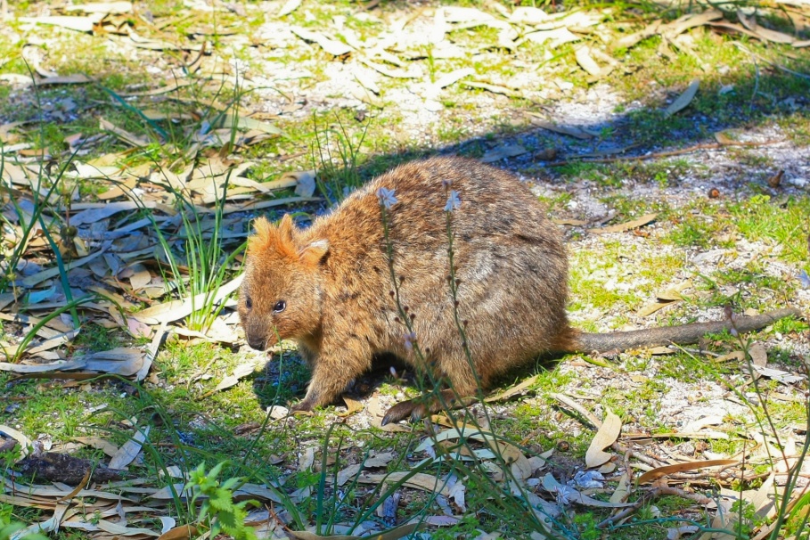 Quokka, marsupial, Rottnest Island, Rotto, Western Australia, Australia, fotoeins.com