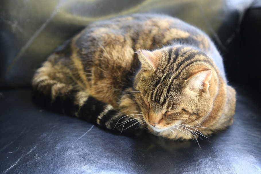 Heliet, Vancouver Harbour, Vancouver, BC, Canada