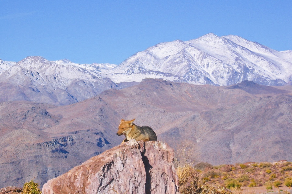 desert fox, zorro culpeo, Cerro Tololo, Cerro Tololo Inter-American Observatory, CTIO, Región de Coquimbo, Chile, fotoeins.com