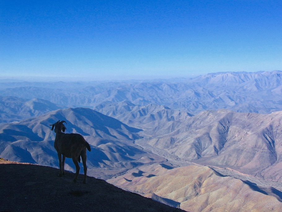 Cabra, goat, Cerro Tololo Interamerican Observatory, CTIO, Cerro Tololo, Región de Coquimbo, Chile, fotoeins.com