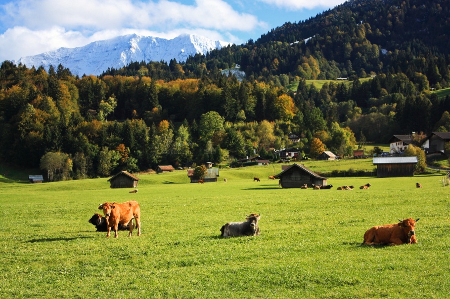 Bovines, meadows, Alps, Hausberg, Garmisch-Partenkirchen, Oberbayern, Upper Bavaria, Bavaria, Bayern, Germany, Deutschland,  fotoeins.com