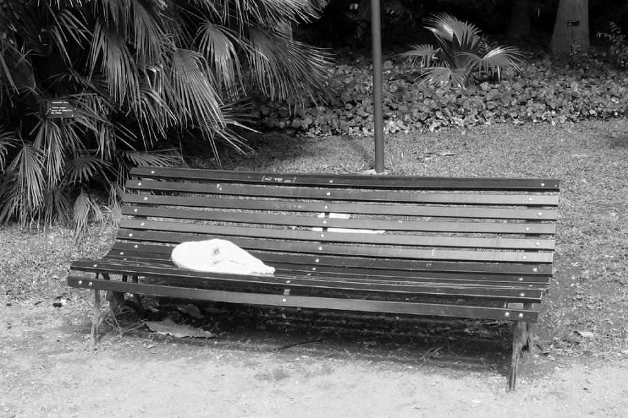 Abandoned domesticated cats, Jardin Botanico Carlos Thay, Palermo, Buenos Aires, Argentina, fotoeins.com, black and white, monochrome