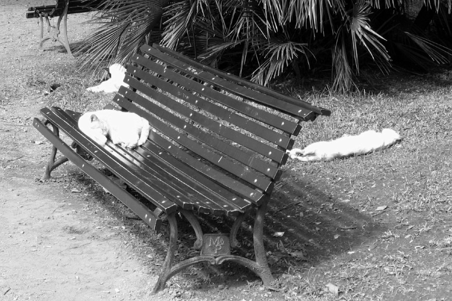 Abandoned domesticated cats, Jardin Botanico Carlos Thay, Palermo, Buenos Aires, Argentina, fotoeins.com, black and white, monochrome