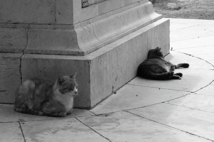 Abandoned domesticated cats, Jardin Botanico Carlos Thay, Palermo, Buenos Aires, Argentina, fotoeins.com, black and white, monochrome