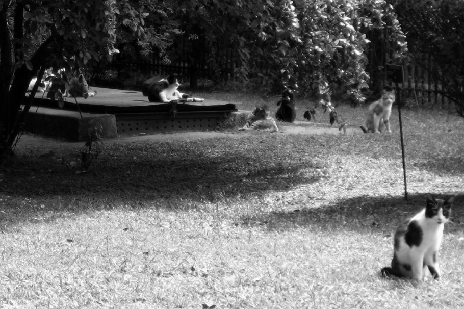 Abandoned domesticated cats, Jardin Botanico Carlos Thay, Palermo, Buenos Aires, Argentina, fotoeins.com, black and white, monochrome