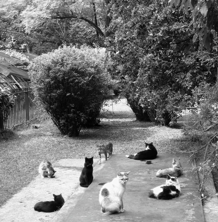 Abandoned domesticated cats, Jardin Botanico Carlos Thay, Palermo, Buenos Aires, Argentina, fotoeins.com, black and white, monochrome