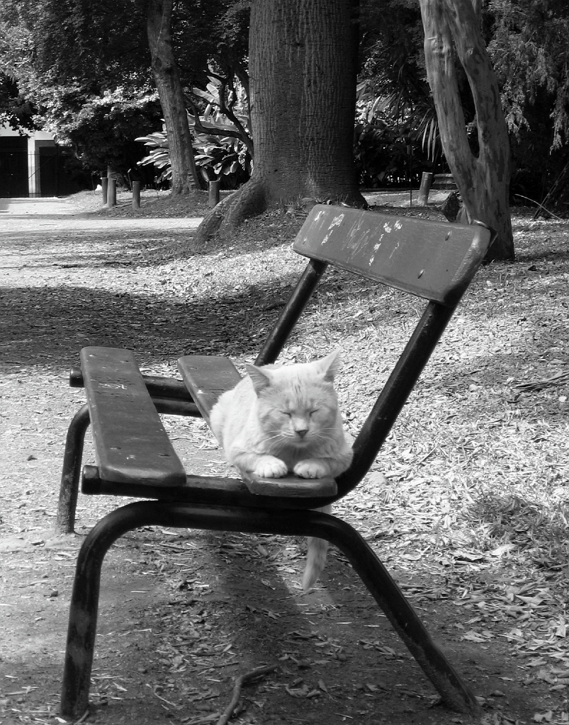 Abandoned domesticated cats, Jardin Botanico Carlos Thay, Palermo, Buenos Aires, Argentina, fotoeins.com, black and white, monochrome