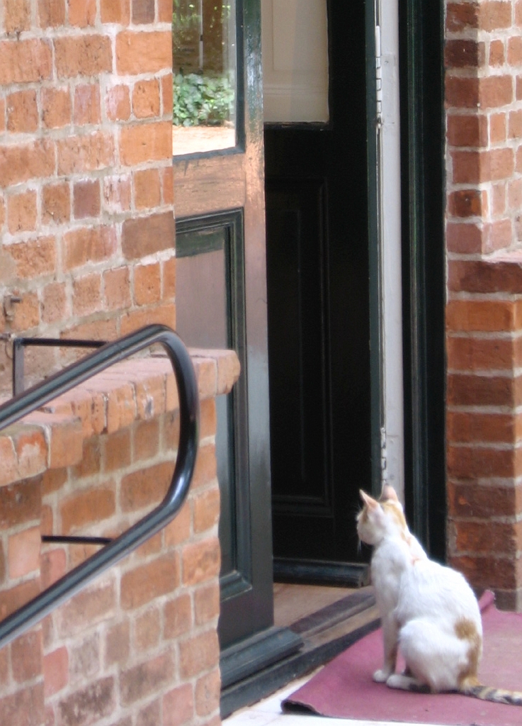 Abandoned domesticated cats, Jardin Botanico Carlos Thay, Palermo, Buenos Aires, Argentina, fotoeins.com