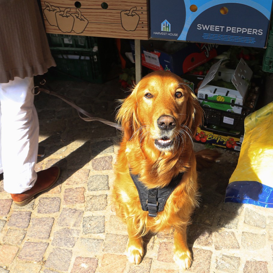 Wochenmarkt, Saturday farmers market, Neuenheimer Markt, Markplatz, Neuenheim, Heidelberg, Germany, fotoeins.com