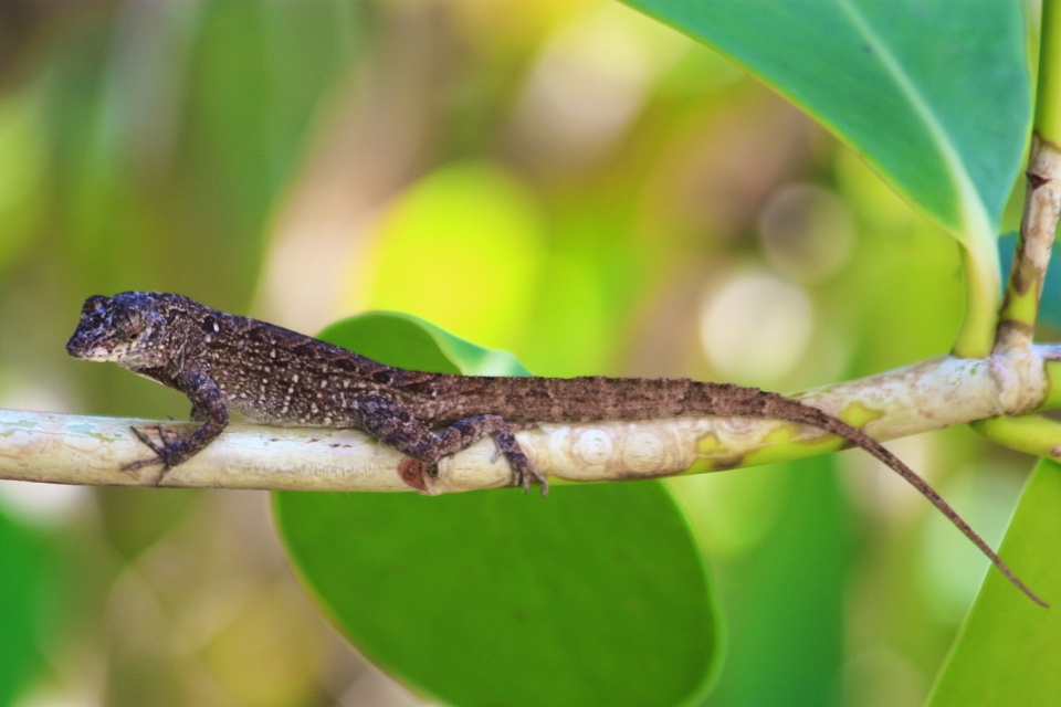 Curly-tailed lizard, Nassau, Bahamas, myRTW, fotoeins.com