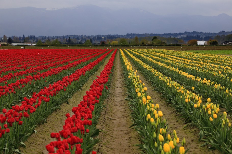 Roozengaarde, Skagit Valley Tulip Festival, Skagit Valley, Tulip Festival, tulips, Mount Vernon, WA, USA, fotoeins.com