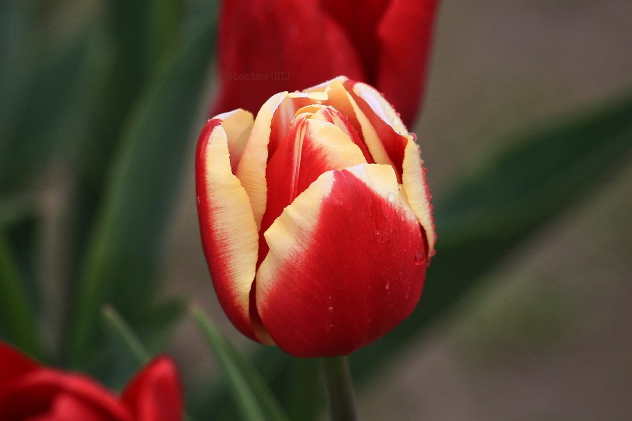 Roozengaarde, Skagit Valley Tulip Festival, Skagit Valley, Tulip Festival, tulips, Mount Vernon, WA, USA, fotoeins.com