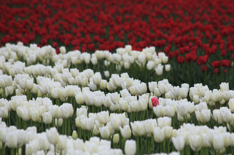 Roozengaarde, Skagit Valley Tulip Festival, Skagit Valley, Tulip Festival, tulips, Mount Vernon, WA, USA, fotoeins.com