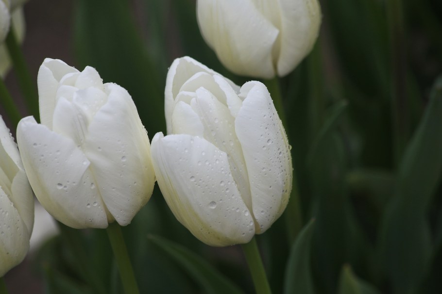 Roozengaarde, Skagit Valley Tulip Festival, Skagit Valley, Tulip Festival, tulips, Mount Vernon, WA, USA, fotoeins.com