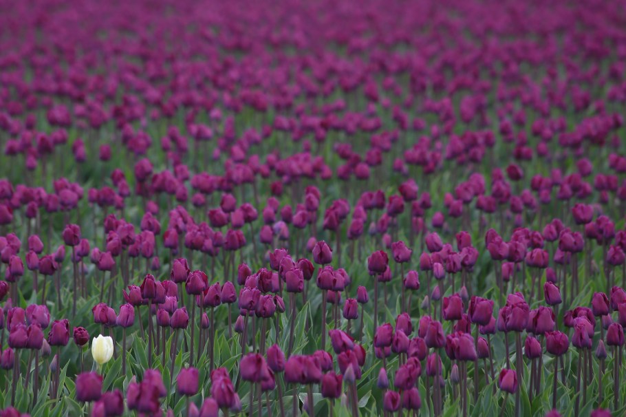 Roozengaarde, Skagit Valley Tulip Festival, Skagit Valley, Tulip Festival, tulips, Mount Vernon, WA, USA, fotoeins.com