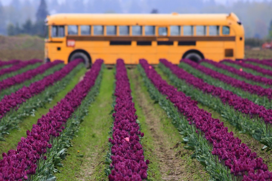 Roozengaarde, Skagit Valley Tulip Festival, Skagit Valley, Tulip Festival, tulips, Mount Vernon, WA, USA, fotoeins.com