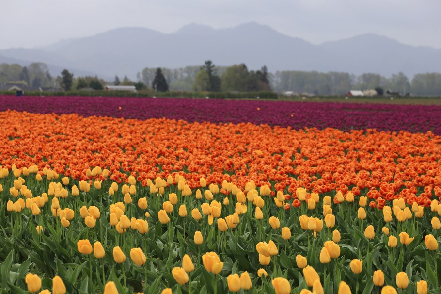 Roozengaarde, Skagit Valley Tulip Festival, Skagit Valley, Tulip Festival, tulips, Mount Vernon, WA, USA, fotoeins.com