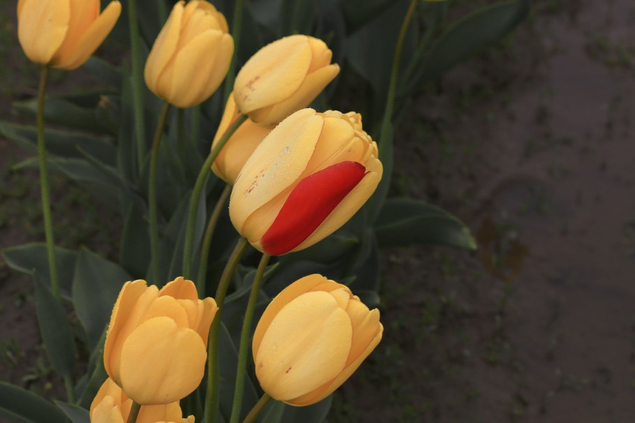 Roozengaarde, Skagit Valley Tulip Festival, Skagit Valley, Tulip Festival, tulips, Mount Vernon, WA, USA, fotoeins.com