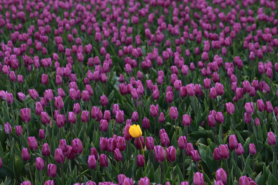Roozengaarde, Skagit Valley Tulip Festival, Skagit Valley, Tulip Festival, tulips, Mount Vernon, WA, USA, fotoeins.com