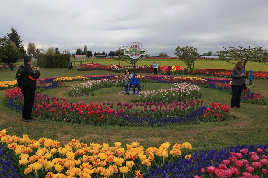 Roozengaarde, Skagit Valley Tulip Festival, Skagit Valley, Tulip Festival, tulips, Mount Vernon, WA, USA, fotoeins.com