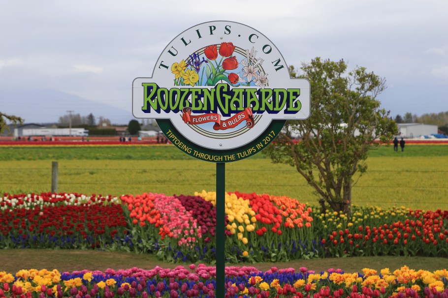 Roozengaarde, Skagit Valley Tulip Festival, Skagit Valley, Tulip Festival, tulips, Mount Vernon, WA, USA, fotoeins.com