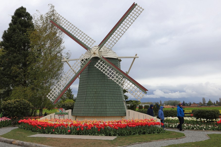 Roozengaarde, Skagit Valley Tulip Festival, Skagit Valley, Tulip Festival, tulips, Mount Vernon, WA, USA, fotoeins.com