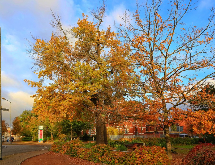 Luther-Eiche, Lutherstadt Wittenberg, Wittenberg, Saxony-Anhalt, Sachsen-Anhalt, Germany, fotoeins.com
