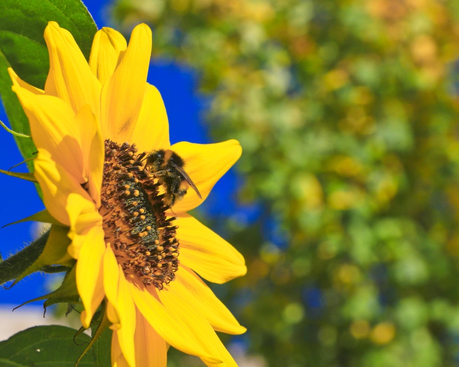 Sonnenblumen, Bienen, sunflowers, bees, Park Weinberg, Kassel, Hesse, Hessen, Germany, fotoeins.com