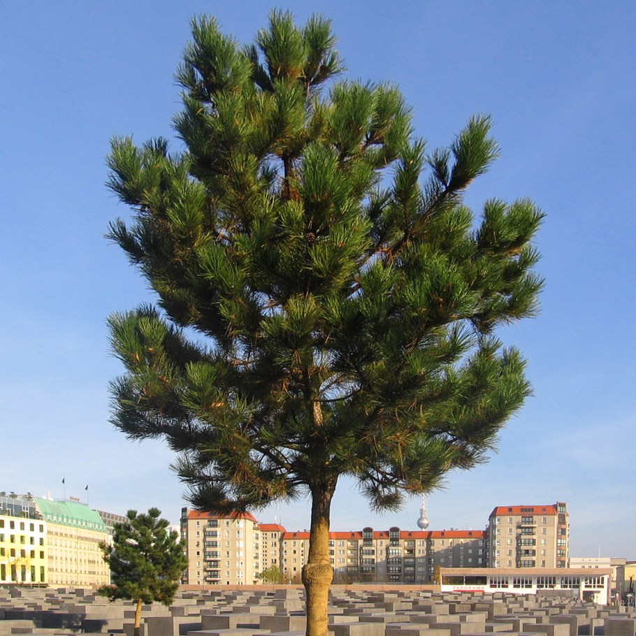 Denkmal für die ermordeten Juden Europas, Memorial to the Murdered Jews of Europe, Holocaustdenkmal, Fernsehturm, ThatTowerAgain, Berlin, Germany, fotoeins.com