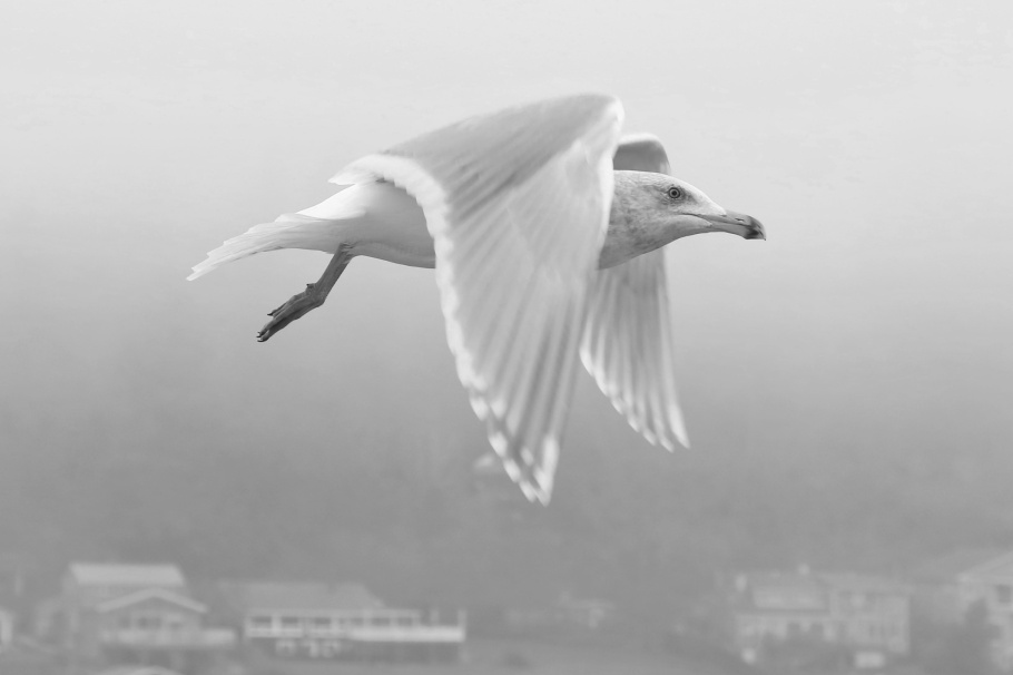 seagull, WSDOT Ferries, MV Kaleetan, ferry, Puget Sound, Salish Sea, Bremerton, Seattle, Washington, USA, fotoeins.com, black and white, monochrome