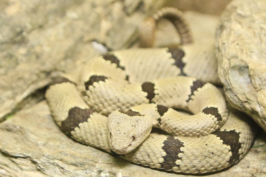 Banded rock rattlesnake, American International Rattlesnake Museum, Albuquerque, NM, USA, fotoeins.com
