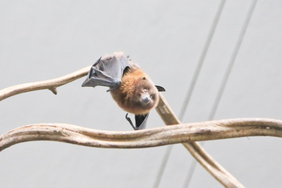 Rodrigues flying fox, flying fox, fruit bat, Rodriguez-Flughund, Zoologischer Stadtgarten, Karlsruhe, Baden-Wuerttemberg, Germany, Deutschland, fotoeins.com