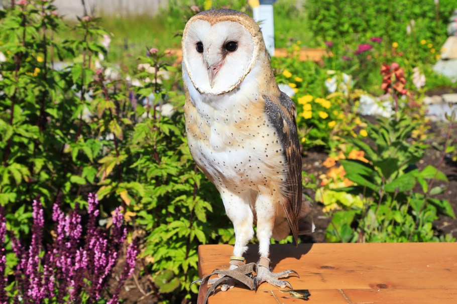 Cleo, barn owl, Wildlife Refuge, Grouse Mountain, North Vancouver, BC, Canada, fotoeins.com