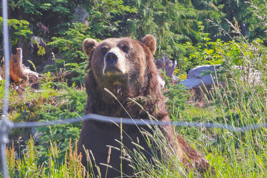 Coola, grizzly bear, Wildlife Refuge, Grouse Mountain, North Vancouver, BC, Canada, fotoeins.com