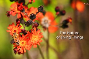 Grouse Mountain, North Vancouver, BC, Canada, BC Day, fotoeins.com