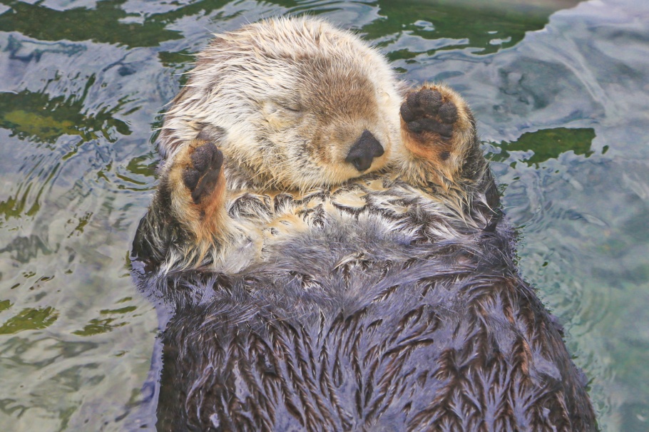 Sea otter, Vancouver Aquarium, Vancouver, BC, Canada, fotoeins.com