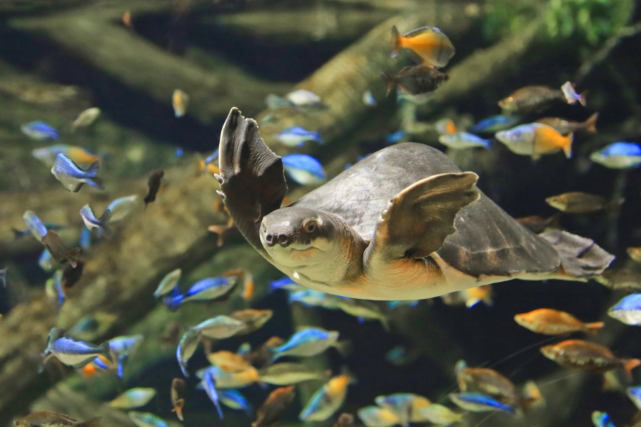 Pig-nosed turtle, Papua New Guinea, Vancouver Aquarium, Vancouver, BC, Canada, fotoeins.com