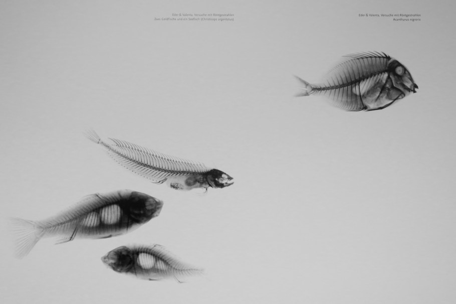 Röntgen Gedächtnisstätte, Röntgen Memorial Site, Wilhelm Conrad Röntgen, X-rays, Nobel Prize, Würzburg, Bavaria, Bayern, Germany, Deutschland, fotoeins.com