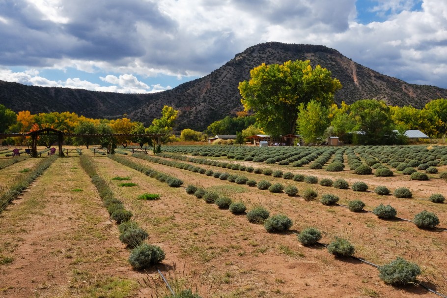 Purple Adobe Lavender Farm, lavender, US 84, US route 84, Abiquiu, New Mexico, USA, fotoeins.com