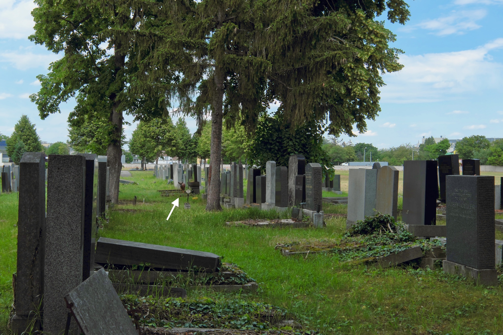 Roe deer, Wiener Zentralfriedhof, Wien, Vienna, Austria, Österreich, fotoeins.com