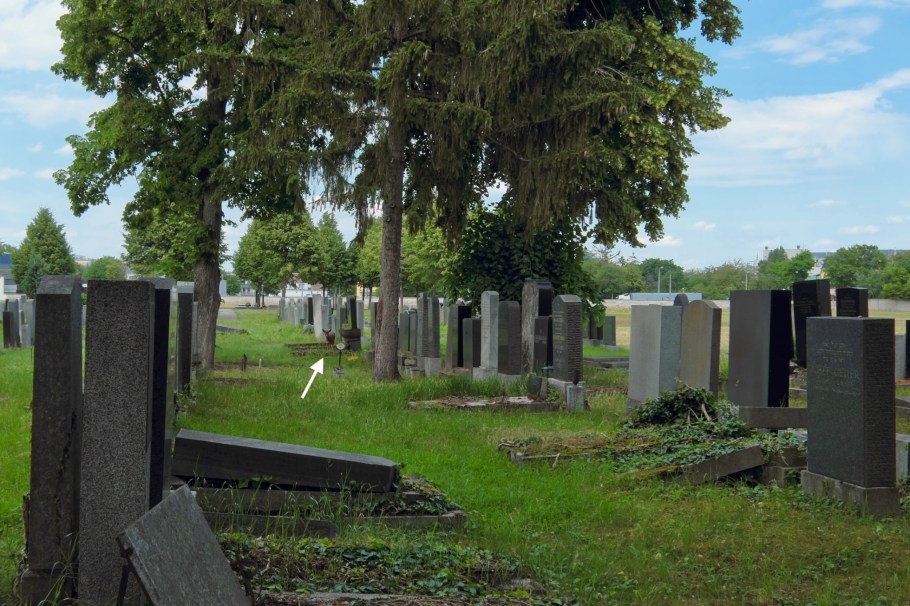 Roe deer, Wiener Zentralfriedhof, Wien, Vienna, Austria, Österreich, fotoeins.com