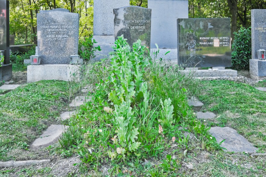 Otto Deutsch, Gitta Deutsch, Wiener Zentralfriedhof, Wien, Vienna, Austria, Österreich, fotoeins.com