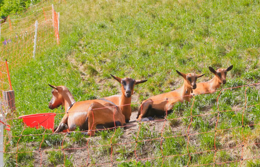 Fulpmes, Stubaital, Stubai valley, Tirol, Tyrol, Austria, Oesterreich, fotoeins.com