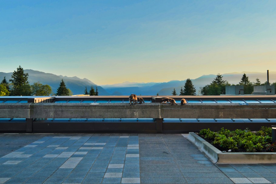 Procyon lotor pacificus, Pacific raccoon, Simon Fraser University, Burnaby, BC, Canada, fotoeins.com