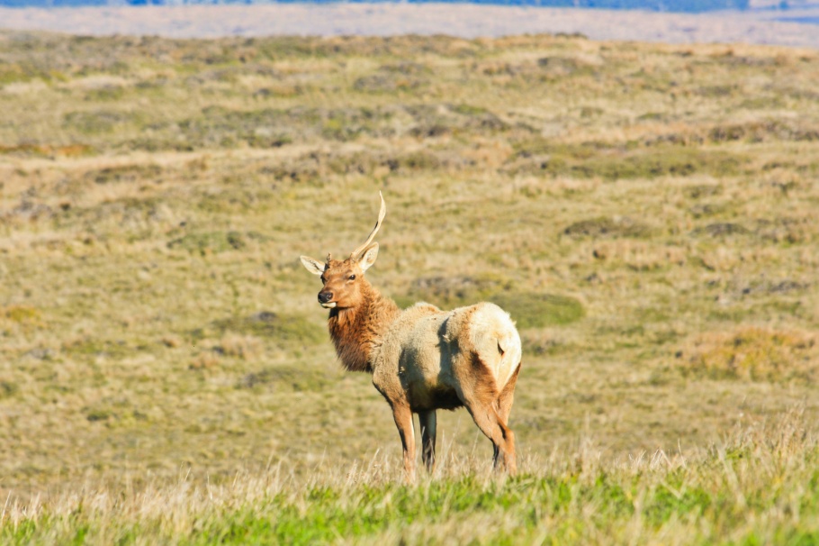 Tule elk, Point Reyes, Point Reyes National Seashore, Marin County, San Francisco, California, USA, fotoeins.com
